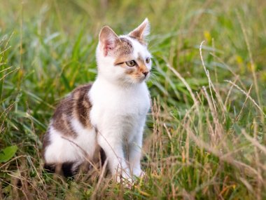 Bahçede uzun otların arasında oturan küçük sevimli kedi yavrusu.
