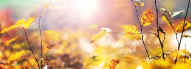 Güneşin altında sarı yapraklı, ormanın pitoresk bir köşesi