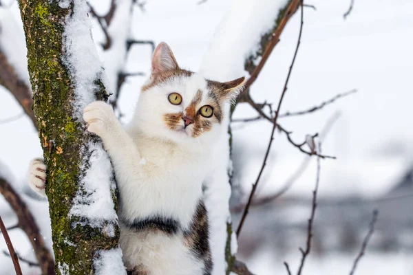 Белая Пятнистая Кошка Дереве Зимой — стоковое фото