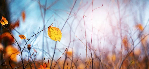 晴れた天気の青い背景に黄色い葉を持つ秋の背景 — ストック写真