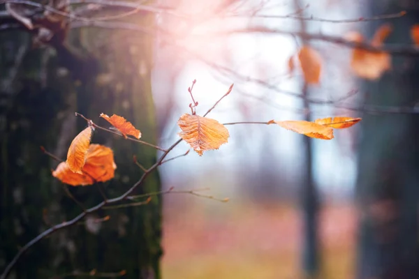 Floresta Outono Com Folhas Laranja Ramo Árvore Tempo Ensolarado — Fotografia de Stock