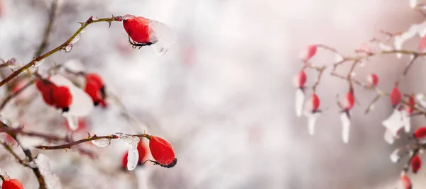 Gelo Coberto Bagas Rosa Mosqueta Vermelha Frio Inverno Fundo Turvo — Fotografia de Stock
