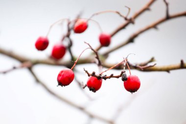 Kırmızı böğürtlenli Hawthorn şubesi