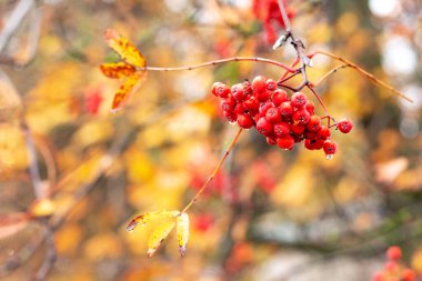 Yağmurdan sonra ağaçta kırmızı, ıslak böğürtlenli Rowan dalı
