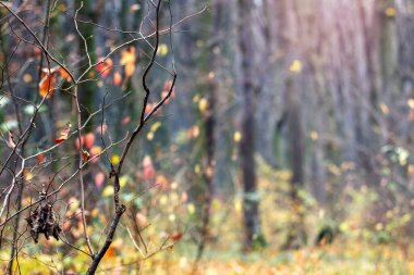 Ormandaki ağaçlarla ve ağaçlardaki tek sarı yapraklarla sonbahar arkaplanı