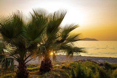 Gün batımında Adriyatik Denizi kıyısında palmiye ağaçları, Vlora, Arnavutluk