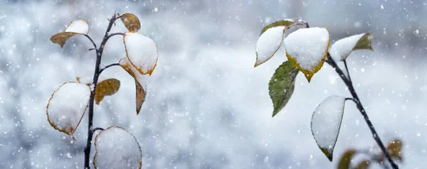 Ośnieżona Gałąź Jabłoni Żółtymi Liśćmi Zimie Podczas Opadów Śniegu — Zdjęcie stockowe