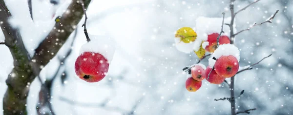 Zimowy Ogród Pokrytymi Śniegiem Czerwonymi Jabłkami Drzewie Podczas Opadów Śniegu — Zdjęcie stockowe