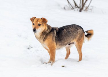 Kışın küçük kahverengi bir köpek karda durur.