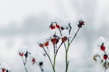 Kışın karla kaplı kırmızı böğürtlenli gül ağacı dalı