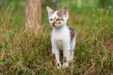 Bahçede uzun otların arasında oturan küçük sevimli kedi yavrusu.