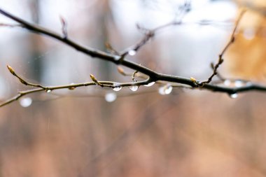 Bulanık arkaplanda yağmur damlaları olan nemli ağaç dalı