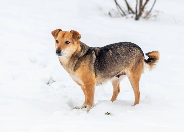 小さな茶色の犬が冬に雪の中に立っている — ストック写真