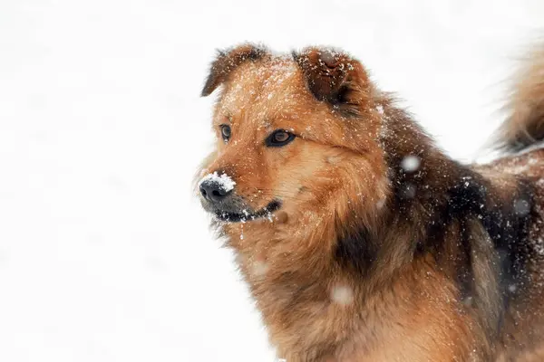 Big Brown Fluffy Dog Snow Covered Snout Dog Portrait Close — ストック写真