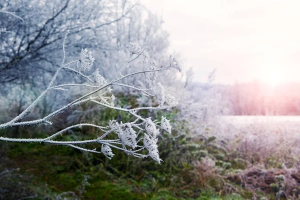 Kış manzarası, sabah güneş doğarken nehir kenarındaki don kaplı bitkilerle birlikte.