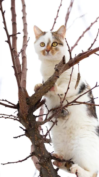 Weiß Gefleckte Katze Sitzt Winter Einem Baum — Stockfoto