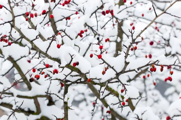 stock image Snow-covered hawthorn bush with red berries in winter