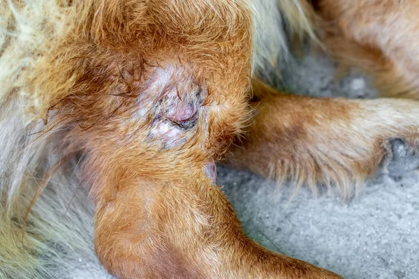 A wound on the dog\'s leg as a result of a fight with another dog, needs treatment