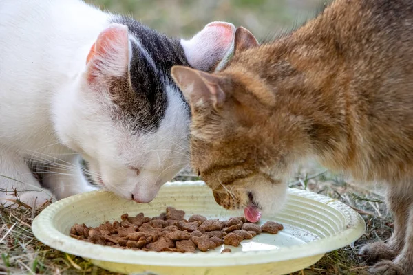 Two cats eat cat food from a plate in nature