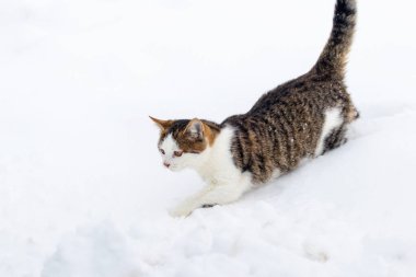 Kışın beyaz karda küçük benekli kedi