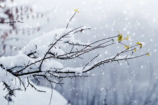 Gałąź Drzewa Pokryta Pokrywą Śnieżną Rozmytym Tle Podczas Opadów Śniegu — Zdjęcie stockowe