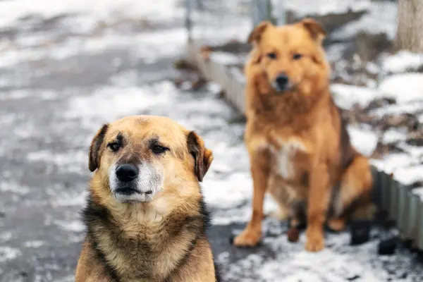 Köpek Kışın Bahçede Oturur Dikkatlice Ileriye Bakar — Stok fotoğraf