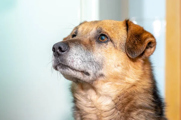 Portrait of a large dog with a trusting look in a room on a light background