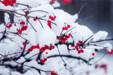 Kırmızı böğürtlenli, kalın karla kaplı viburnum çalısı.