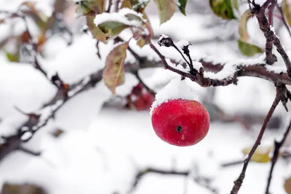 Snowy Apple Tree Blurred Background Snowfall Early Winter — Stock Photo, Image