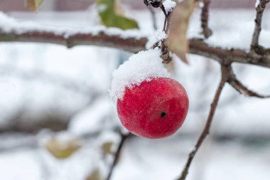 Kış başında kar yağdıktan sonra bulanık bir zemine karşı ağaçta karlı bir elma.