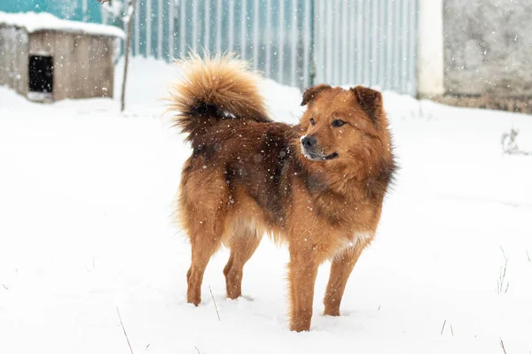 Cão Desgrenhado Marrom Neve Inverno Durante Uma Queda Neve — Fotografia de Stock