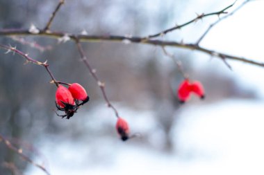Kış bahçesinde kırmızı böğürtlenli gül dalı bulanık arka planda