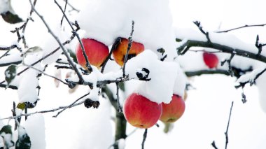 Kardaki ağaçta olgun kırmızı elmalar