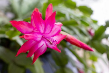 Şükran Günü Kaktüsü (Schlumbergera bridgesii) hafif arka planlı bir odada