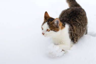 Kışın beyaz karda küçük benekli kedi