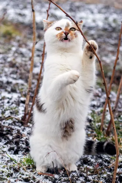 A white spotted cat in winter in the garden near a raspberry branch stands on its hind legs