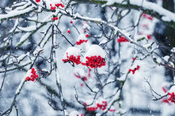 Branches Rowan Couvertes Neige Avec Des Baies Rouges Lors Une Images De Stock Libres De Droits