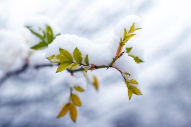 Kışın erken saatlerinde kar yağarken çalılıklarda karla kaplı yeşil yapraklar bulanık bir arka plana karşı.