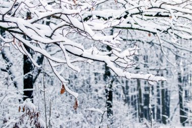 Kış ormanı, kış ormanlarında karla kaplı ağaçlar.