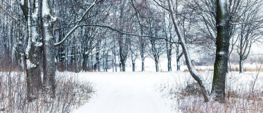 Karla kaplı ağaçlarla kaplı kış ormanı, ormanda yol...