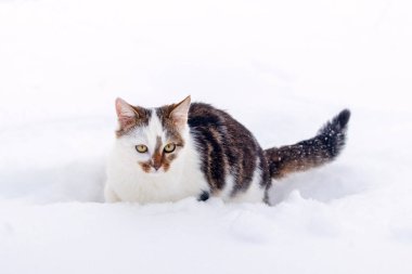 Kışın beyaz benekli kedi.