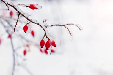 Ice covered red rosehip berries in cold winter weather on blurred background