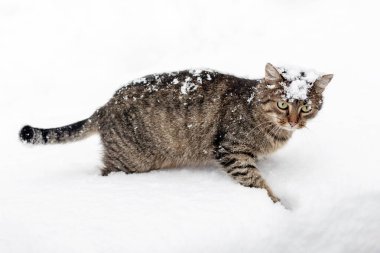 Karla kaplı kahverengi çizgili bir kedi karda yürüyor.