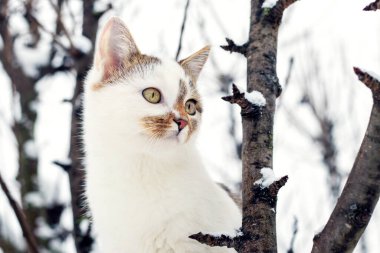 Kışın ağaçta beyaz benekli bir kedi dikkatle bir şeye bakar. 