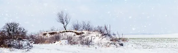 Winter landscape with bushes and trees on a rock near a field during a snowfall