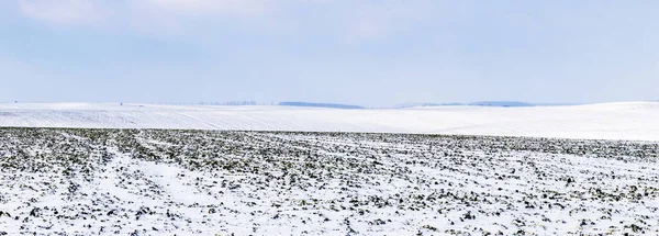 Winter field. Lightly snow-covered plowed field, panorama