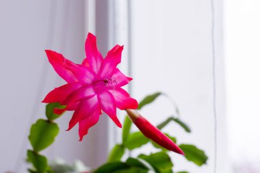 Şükran Günü Kaktüsü (Schlumbergera bridgesii) hafif arka planlı bir odada