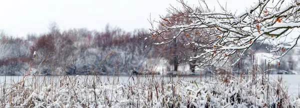 Nehir kıyısında karlı ağaçlar ve kamışlarla kaplı kış manzarası Bulutlu hava, karlı kış 