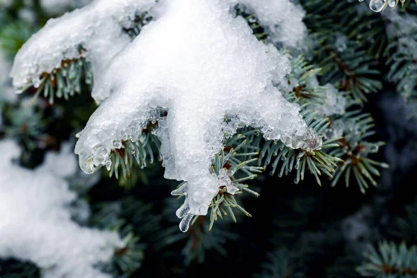 Erime sırasında ormanda karla kaplı bir ladin dalı.