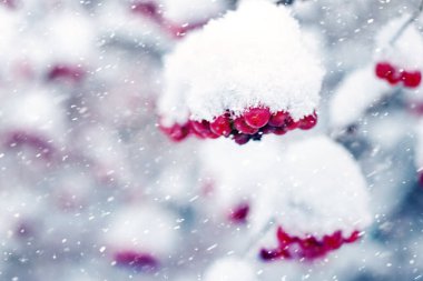 Bir kar yağışı sırasında kışın karla kaplı Viburnum kümeleri